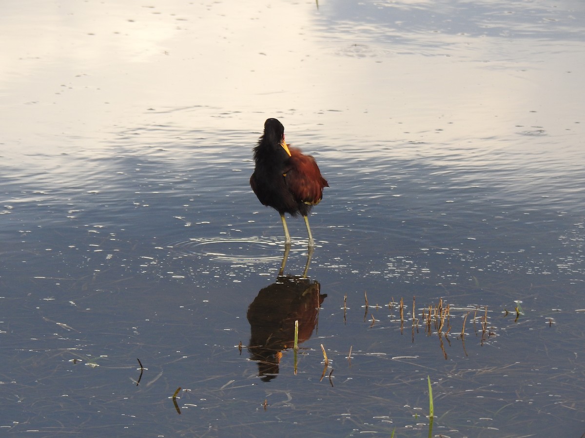 Wattled Jacana - ML646397755