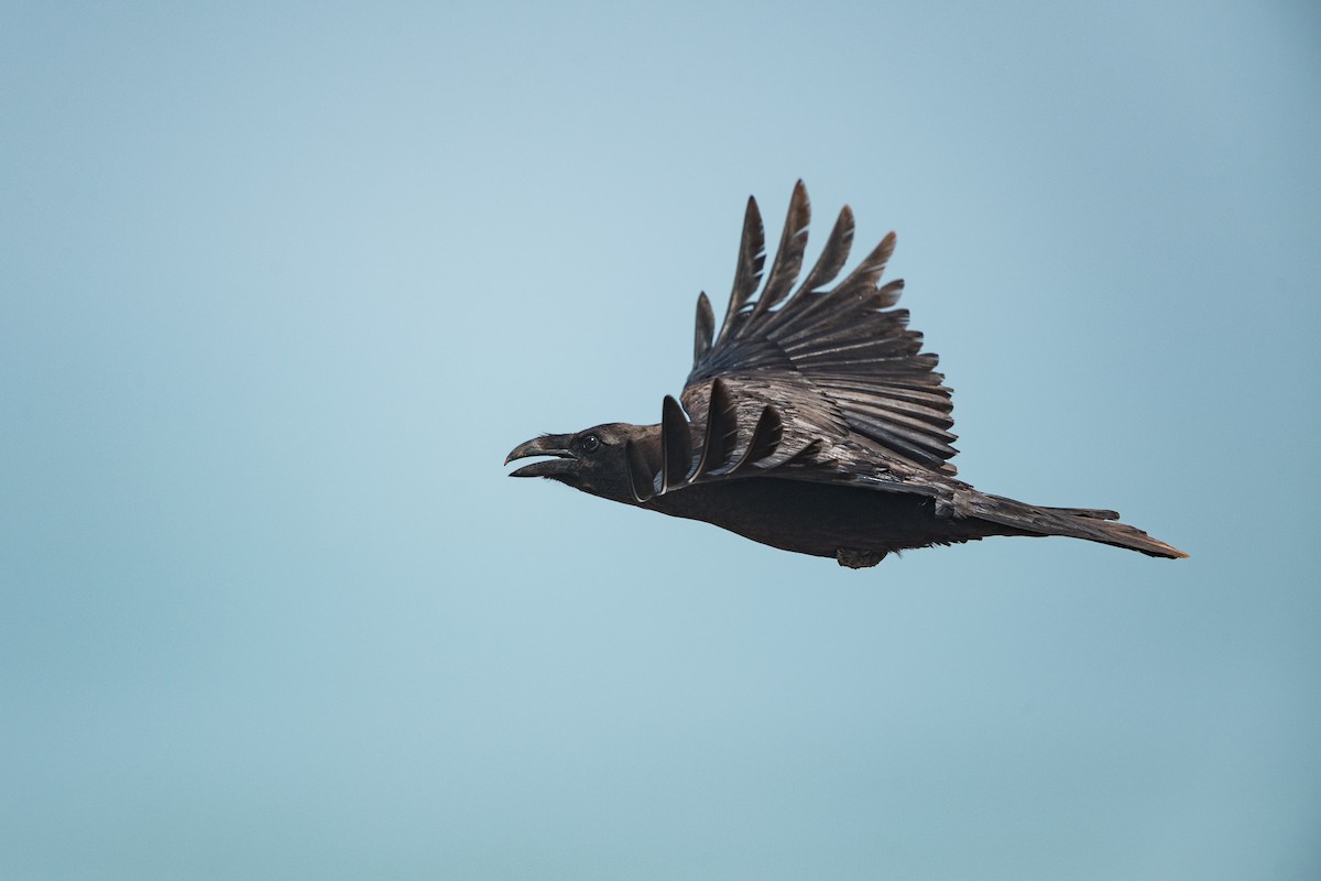 Common Raven - ML646397757