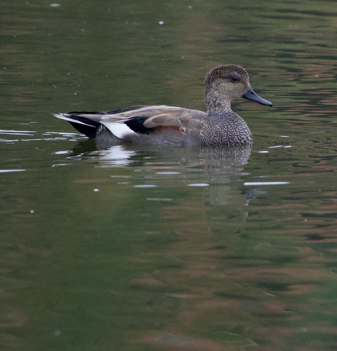 オカヨシガモ - ML646397758