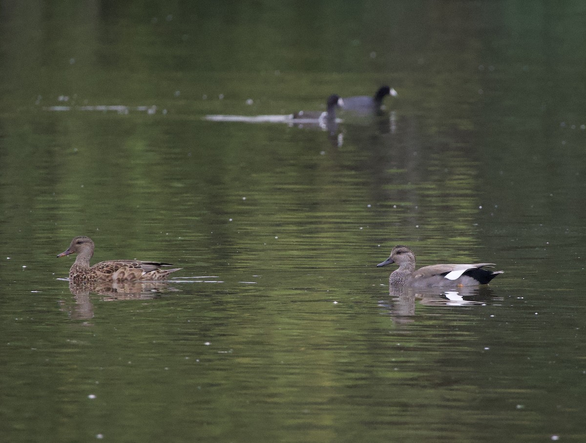 オカヨシガモ - ML646397759