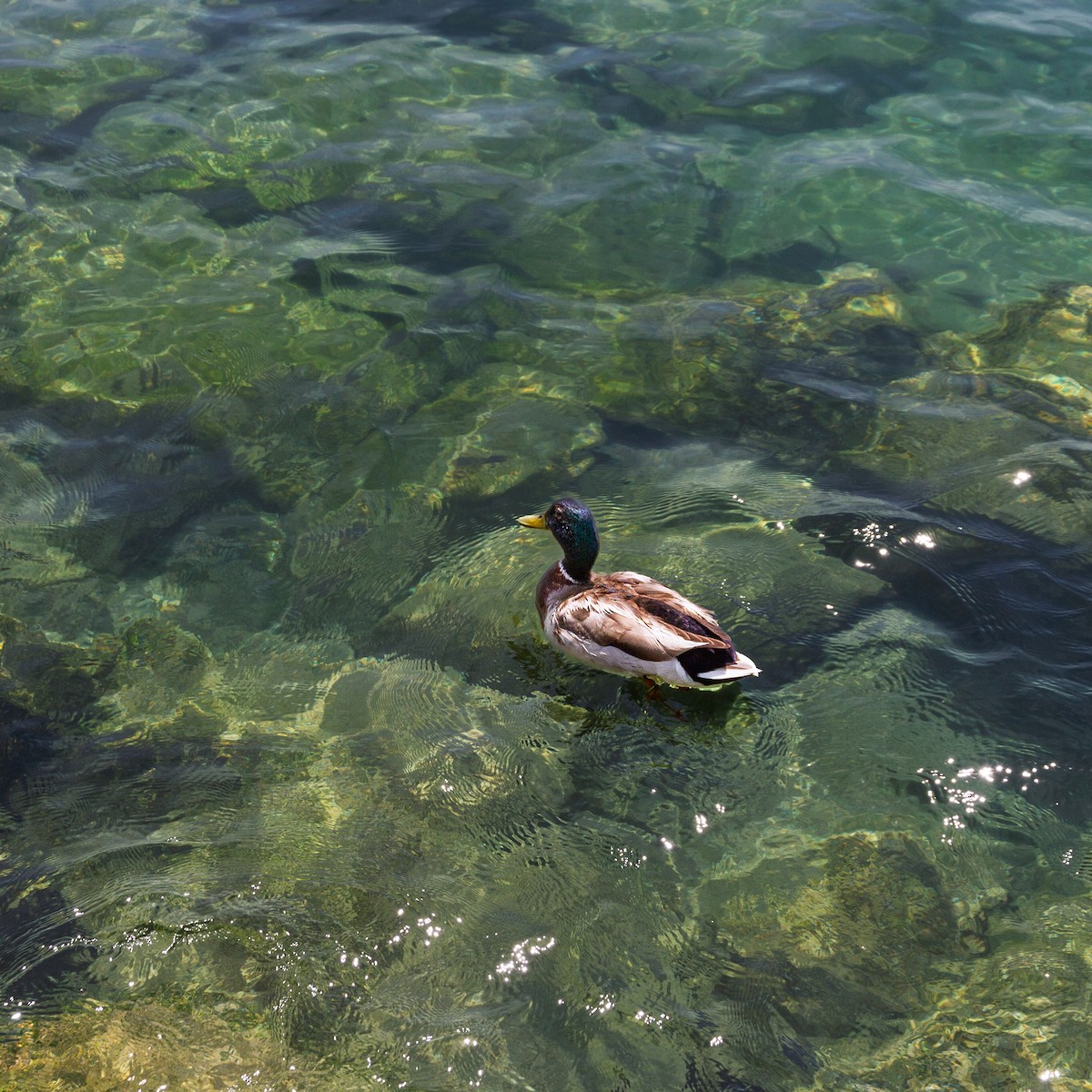 Mallard - ML646397760