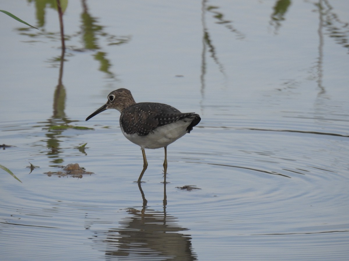 Solitary Sandpiper - ML646397761