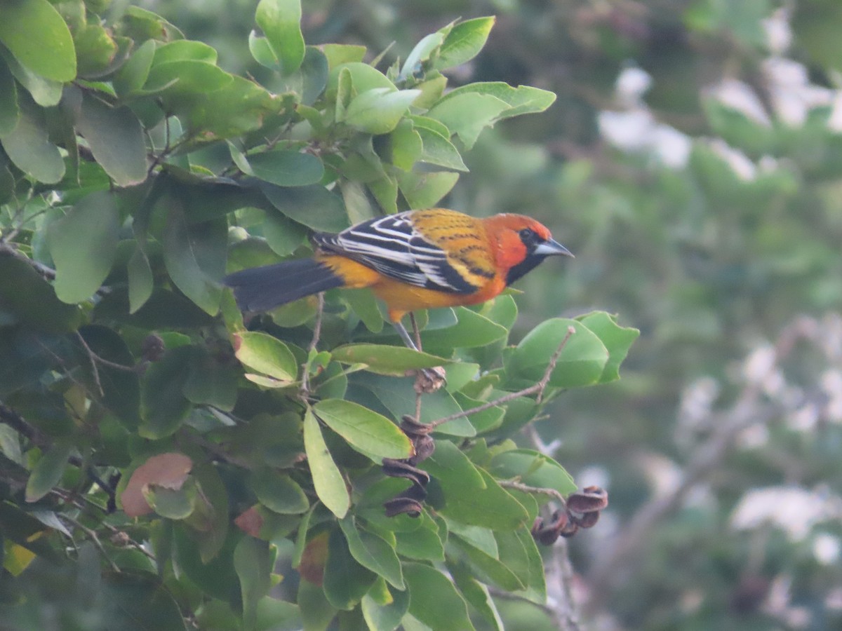 Streak-backed Oriole - ML646397762