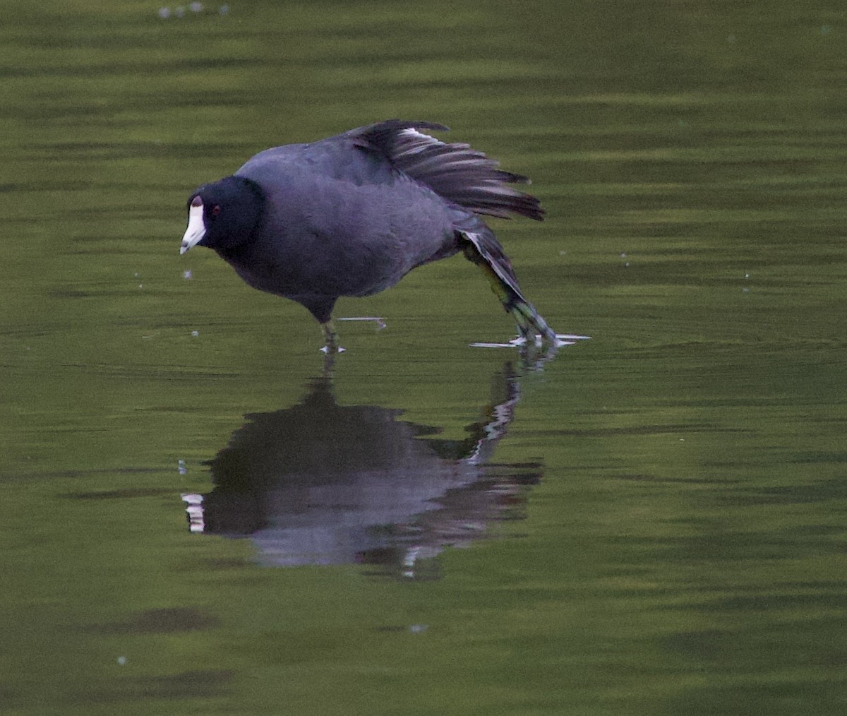 アメリカオオバン - ML646397763