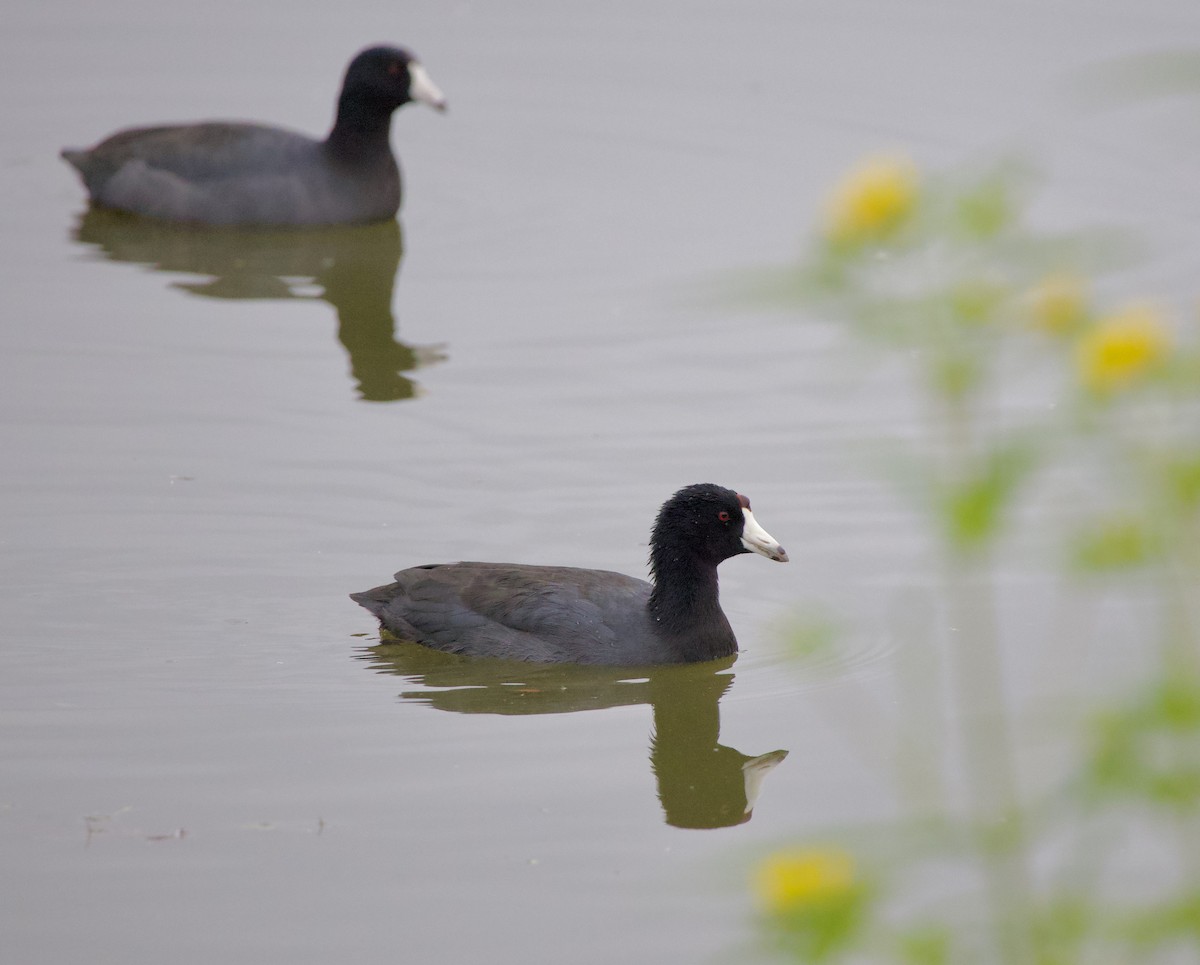 アメリカオオバン - ML646397765