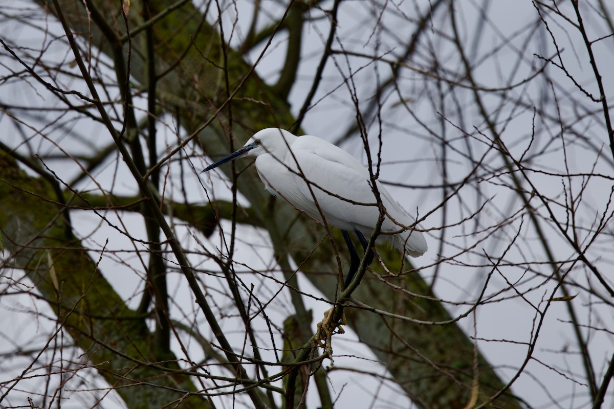 Little Egret - ML646397766