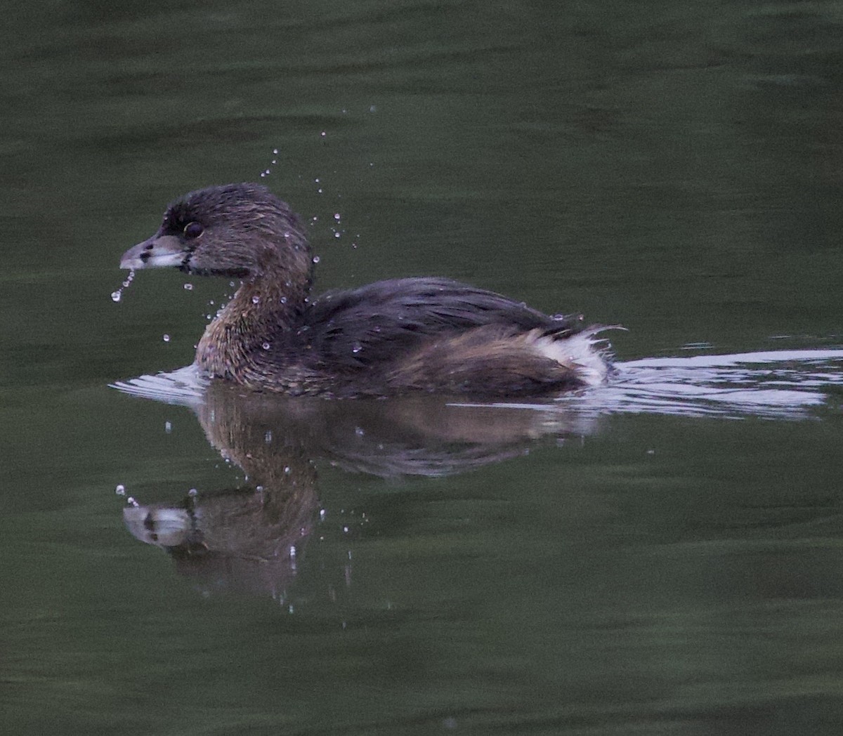 オビハシカイツブリ - ML646397769