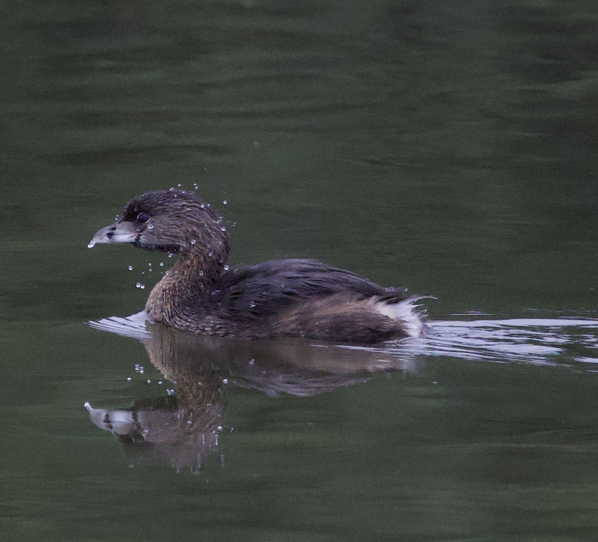 オビハシカイツブリ - ML646397770