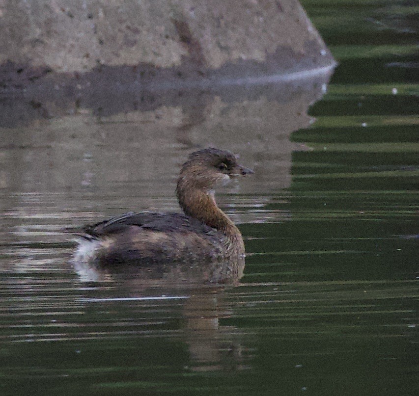 オビハシカイツブリ - ML646397771