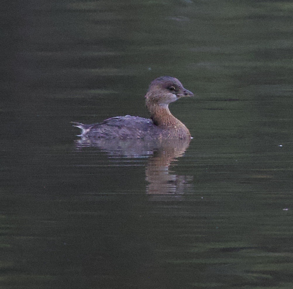 オビハシカイツブリ - ML646397772