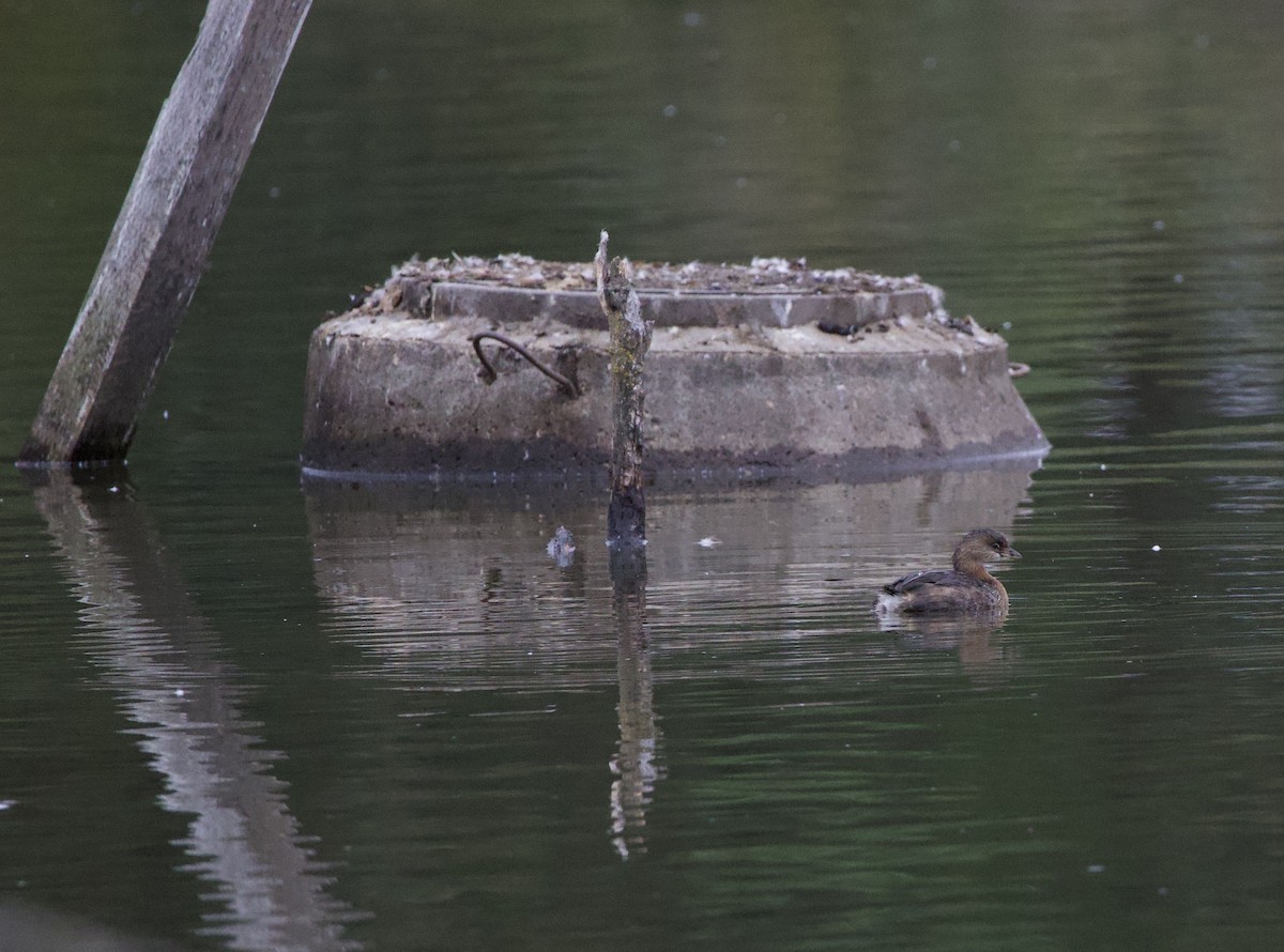 オビハシカイツブリ - ML646397773