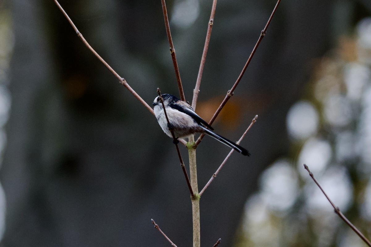 Long-tailed Tit - ML646397776