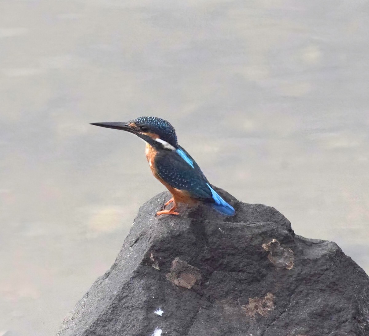 Common Kingfisher - ML646397777