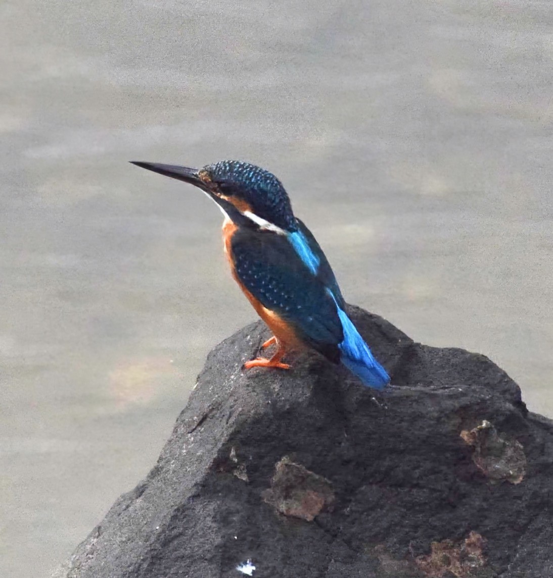 Common Kingfisher - ML646397778