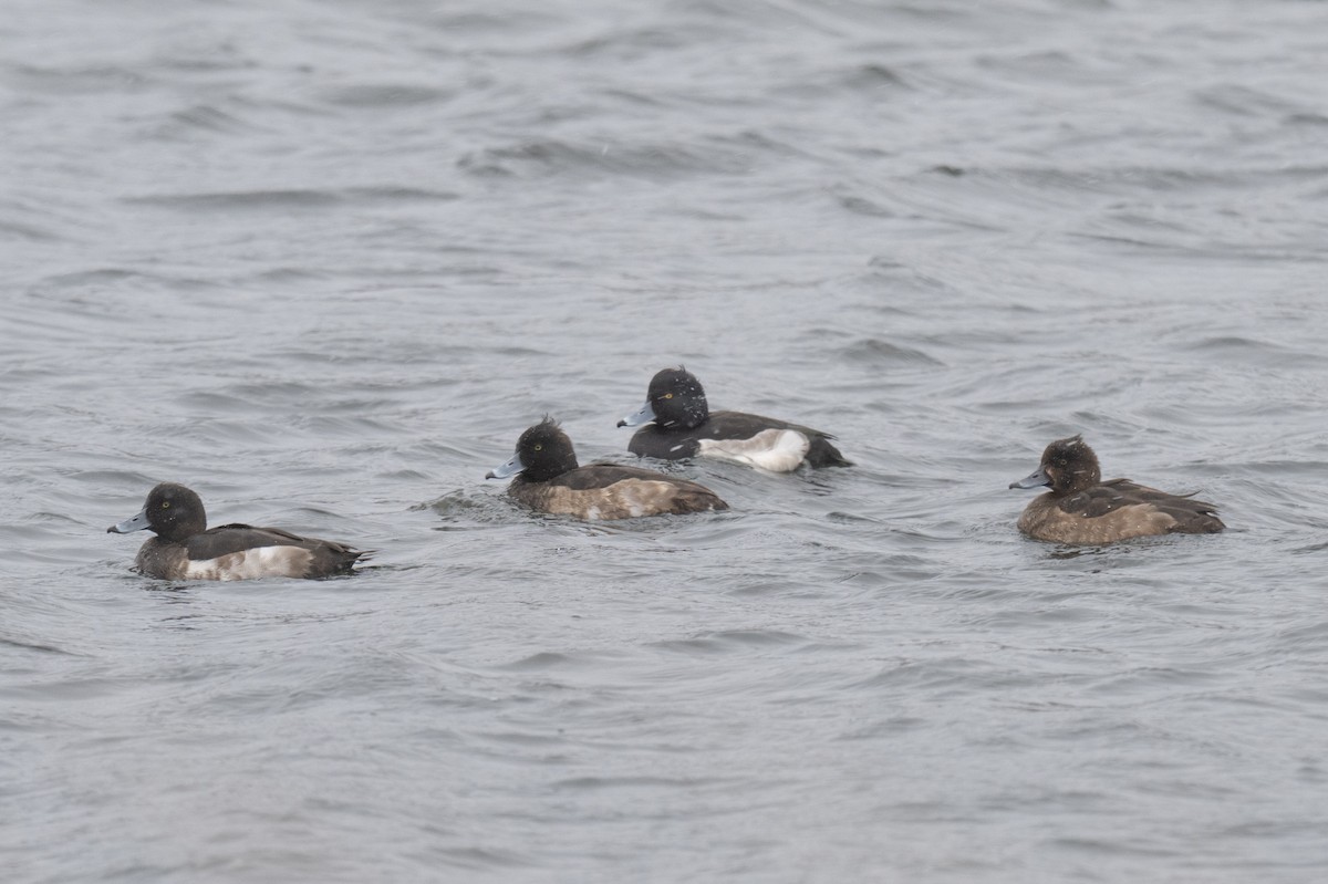 Fuligule morillon - ML646397781