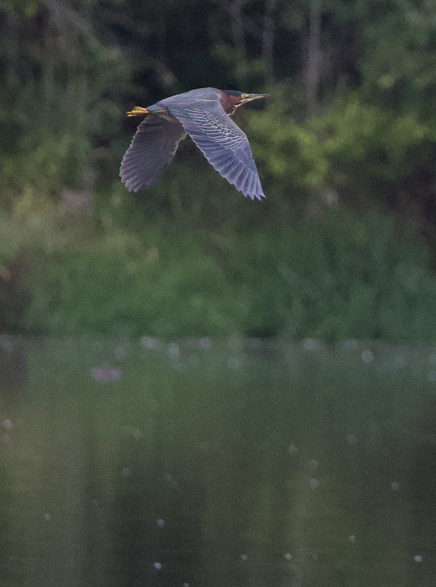 アメリカササゴイ - ML646397782