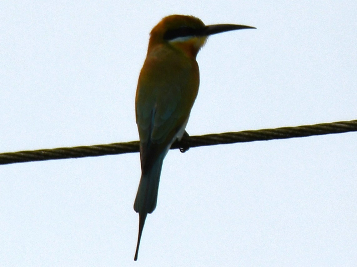 Guêpier à queue d'azur - ML646397783