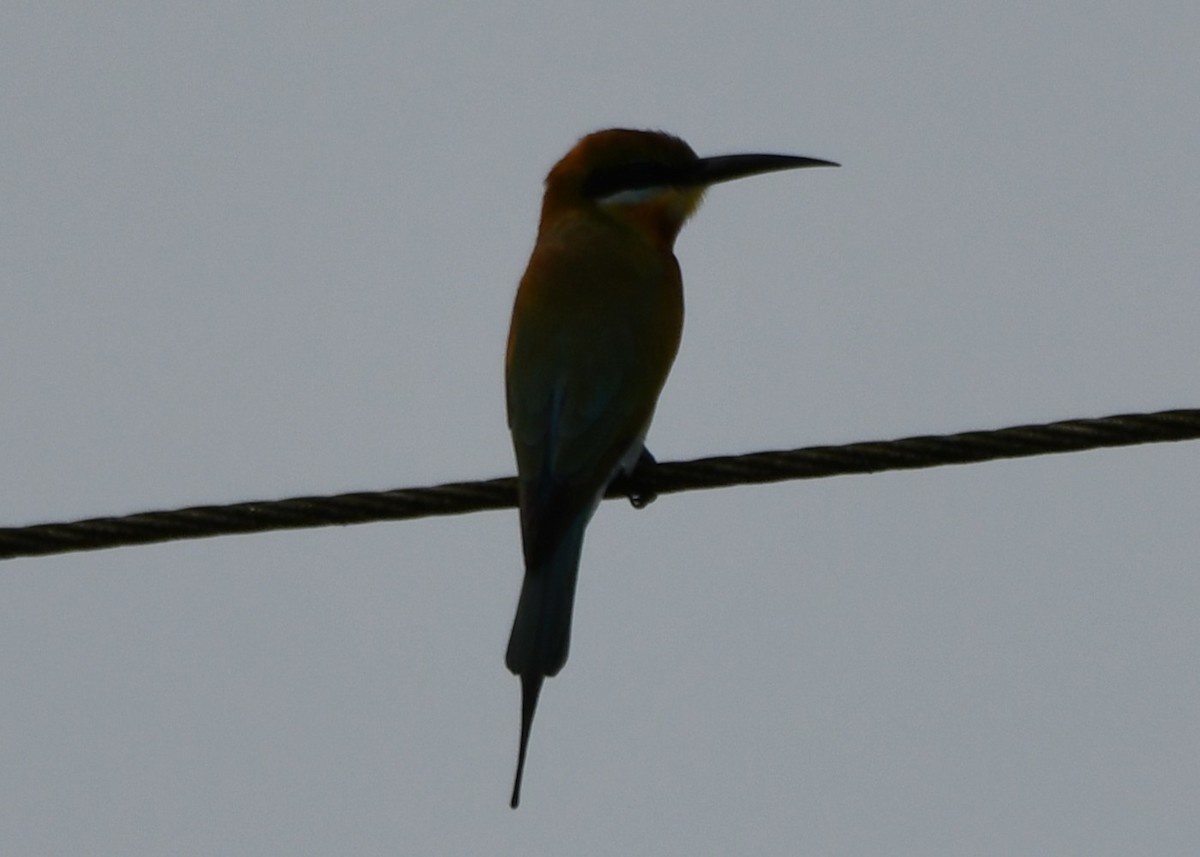 Guêpier à queue d'azur - ML646397785