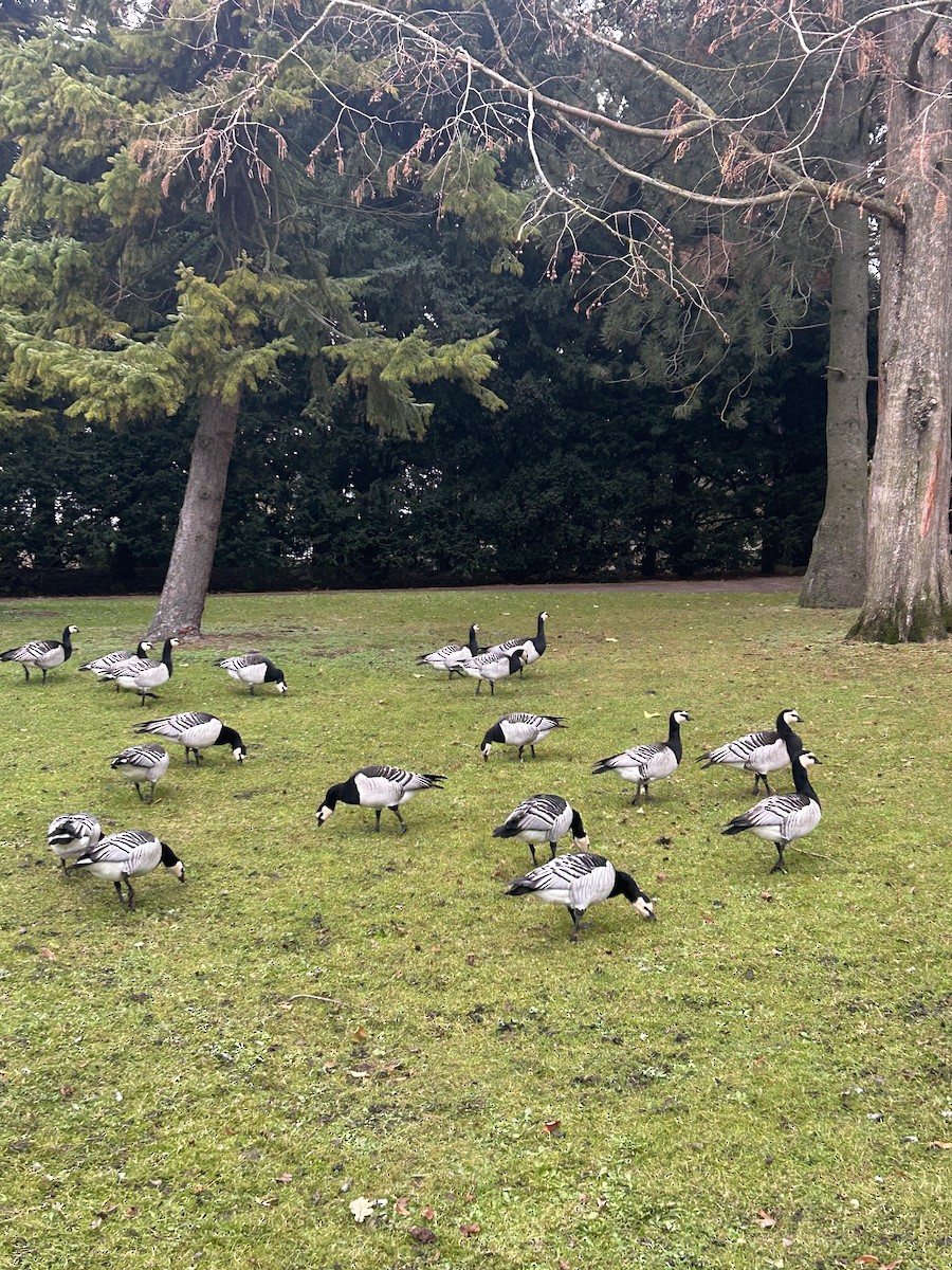 berneška bělolící - ML646397786