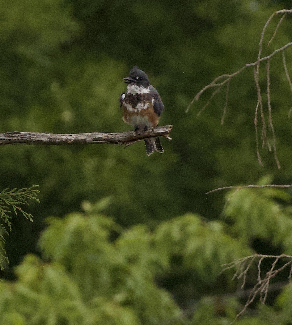 アメリカヤマセミ - ML646397787