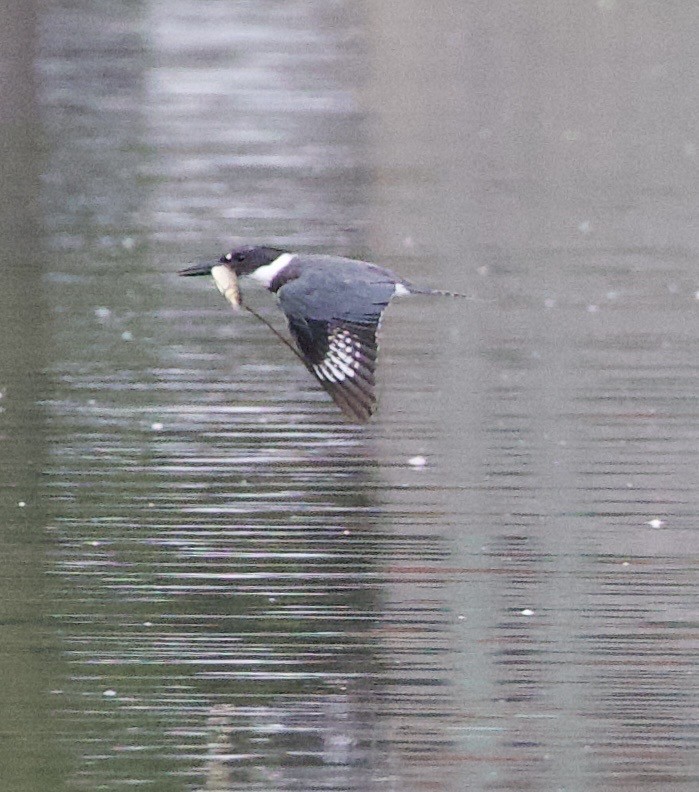 アメリカヤマセミ - ML646397788