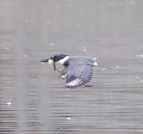 アメリカヤマセミ - ML646397789