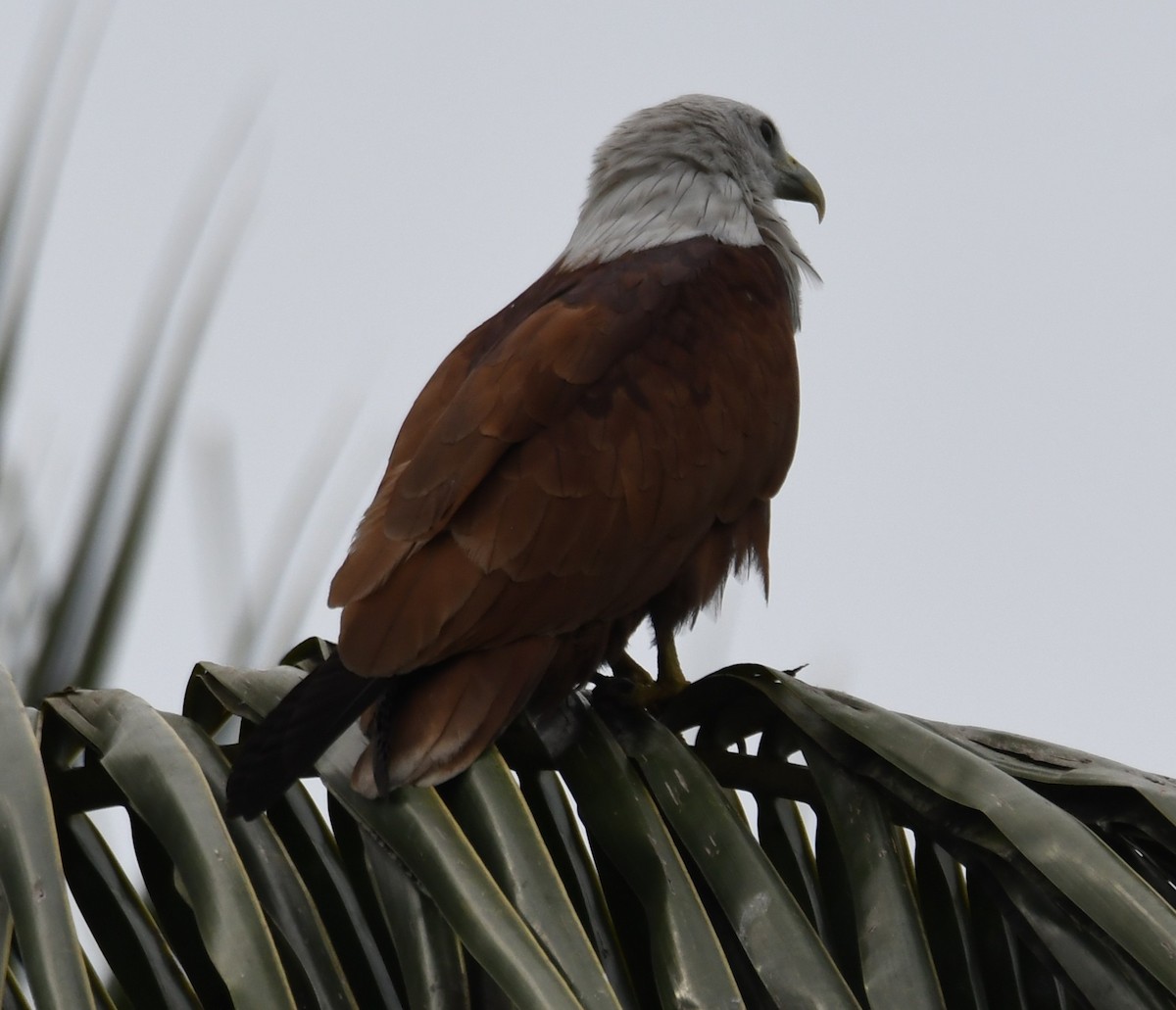 Milan sacré - ML646397799