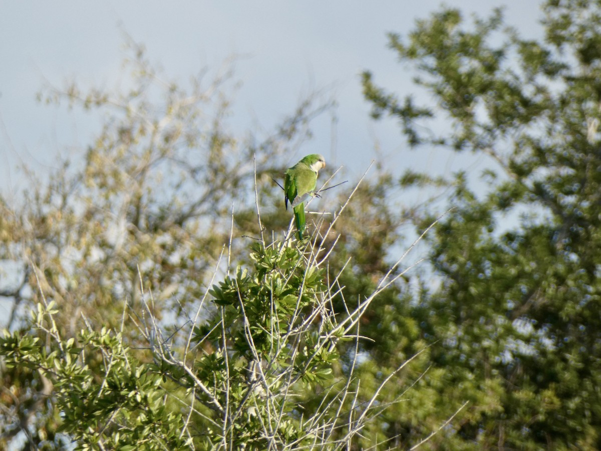 Monk Parakeet - ML646397800