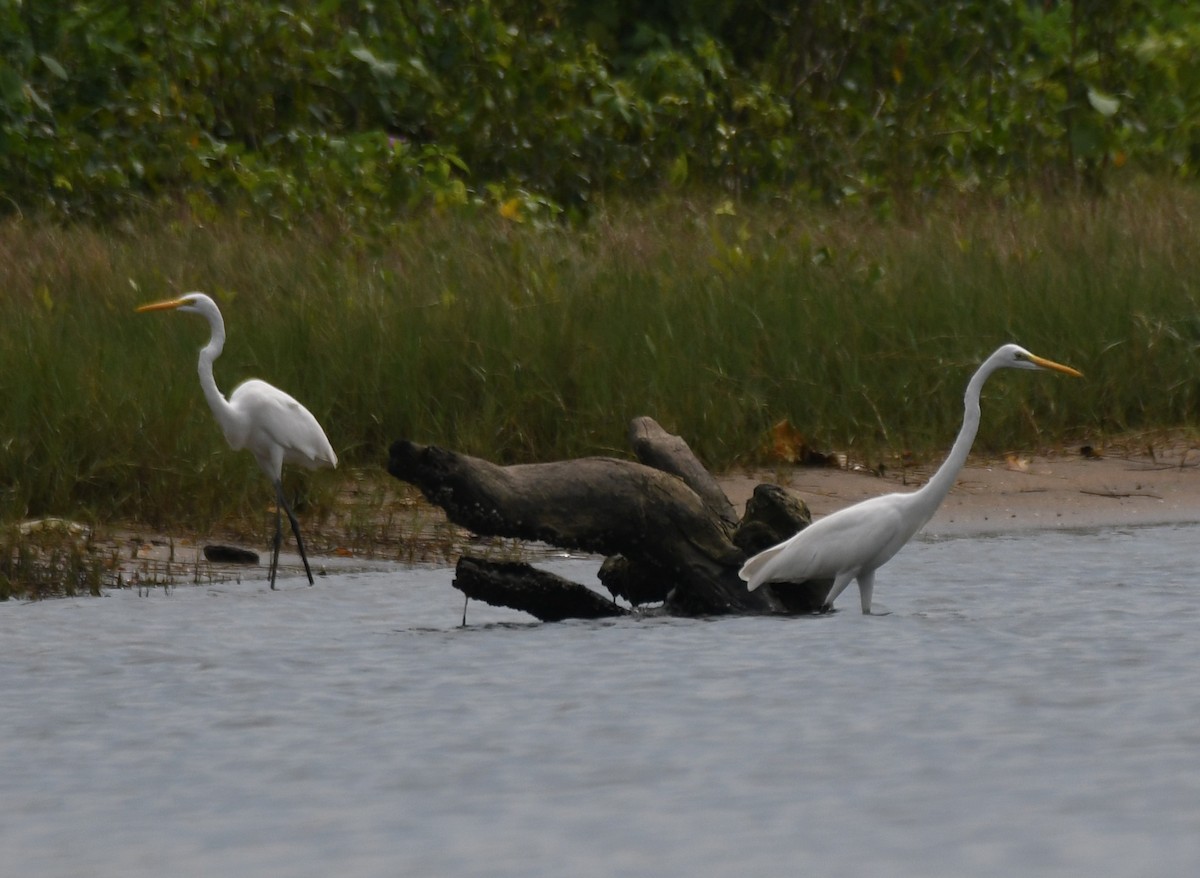 Grande Aigrette - ML646397801