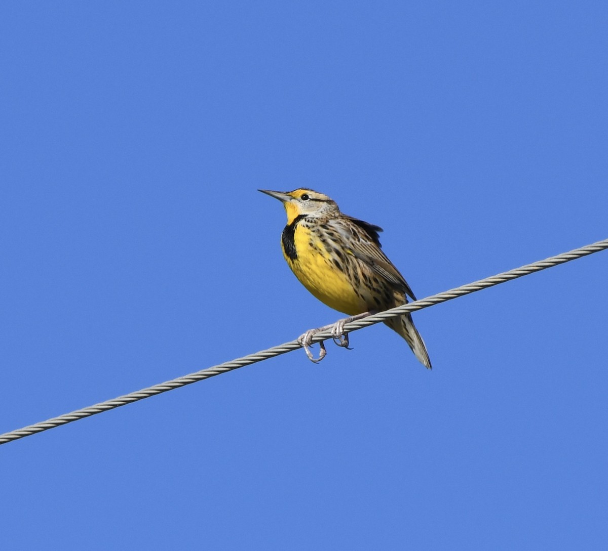 Eastern Meadowlark - ML646397804