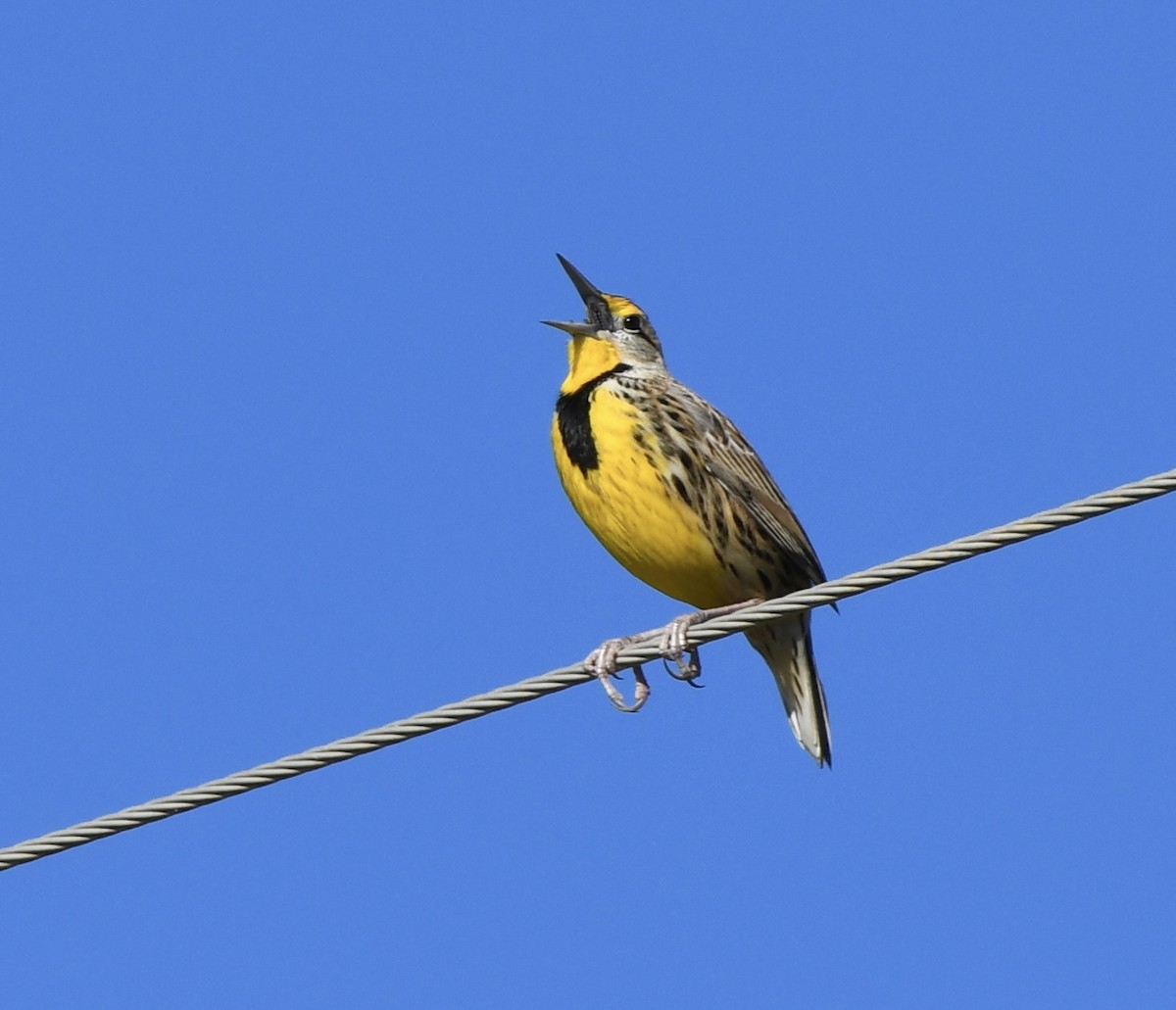 Eastern Meadowlark - ML646397805