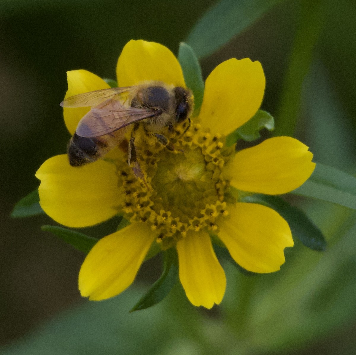 動物界 - ML646397807