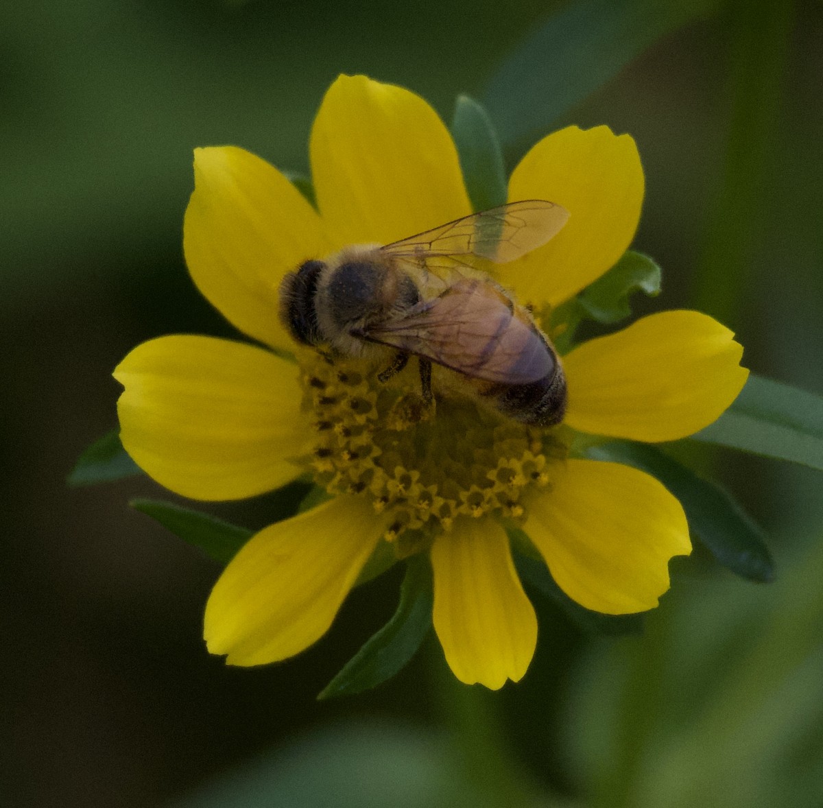 動物界 - ML646397808