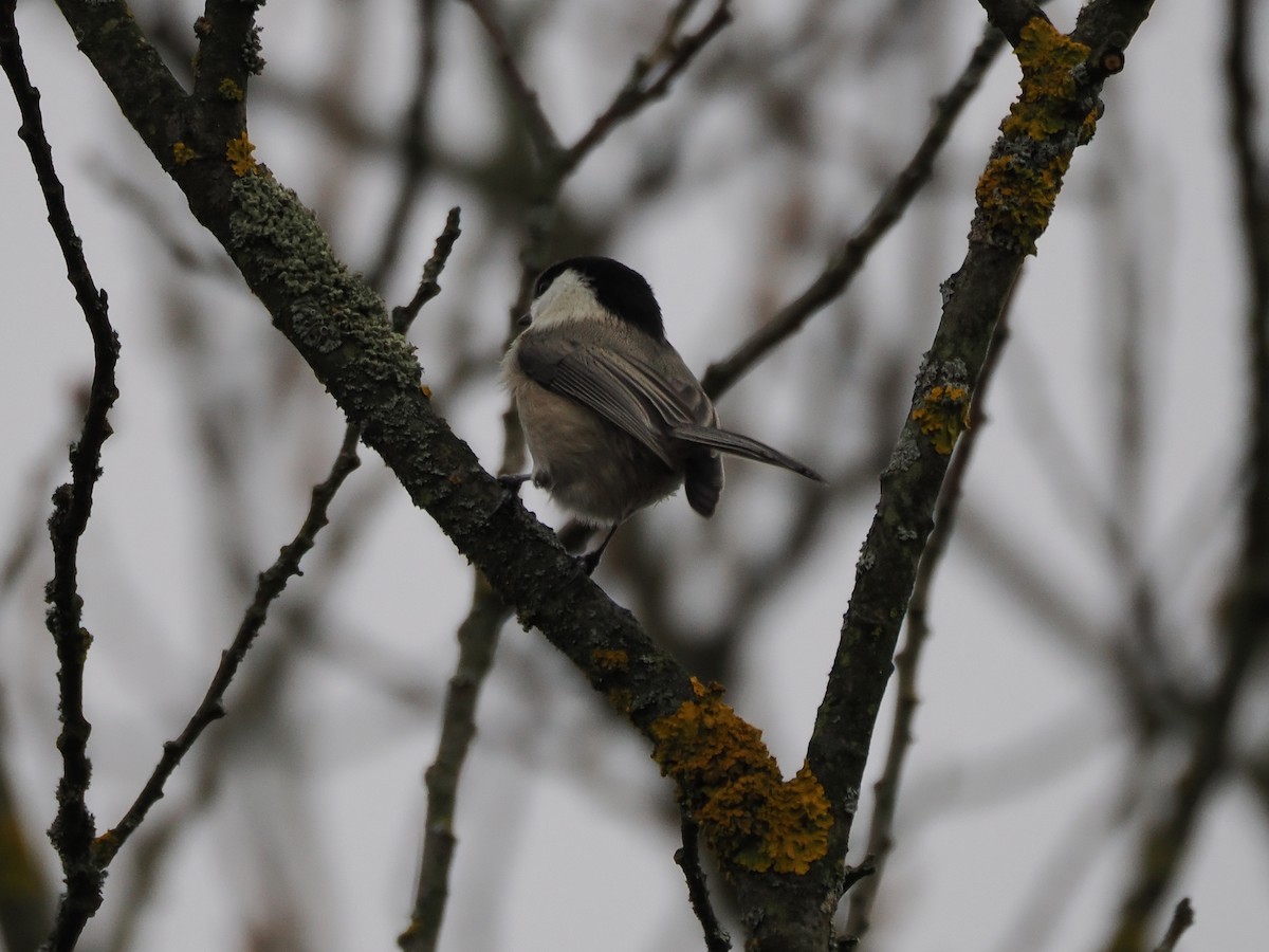 Willow Tit - ML646397812