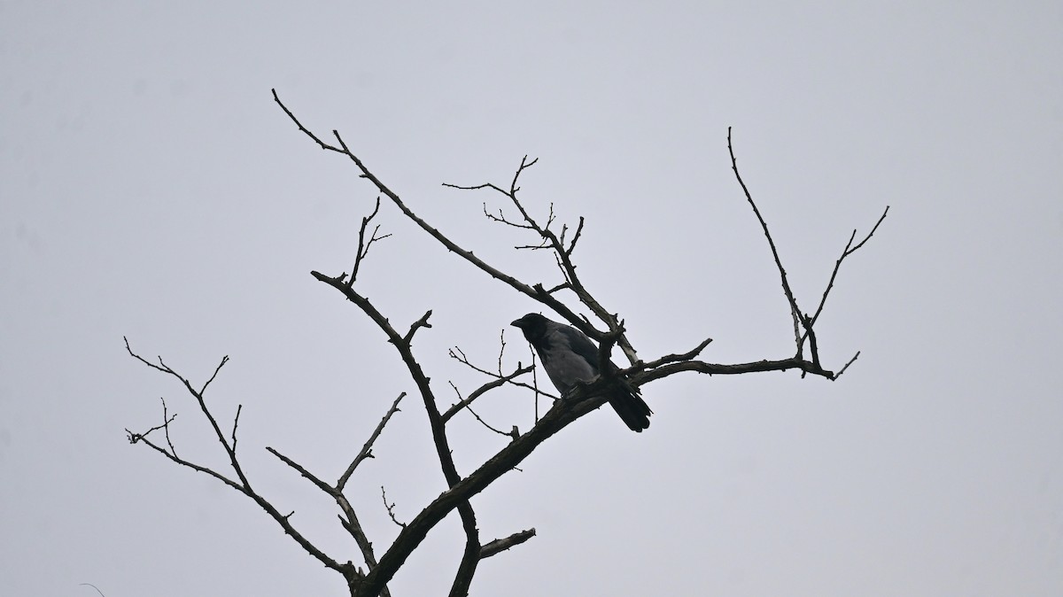 Hooded Crow - ML646397816