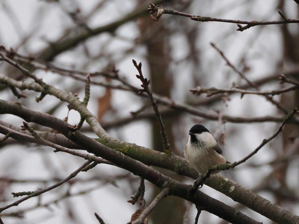 Willow Tit - ML646397817