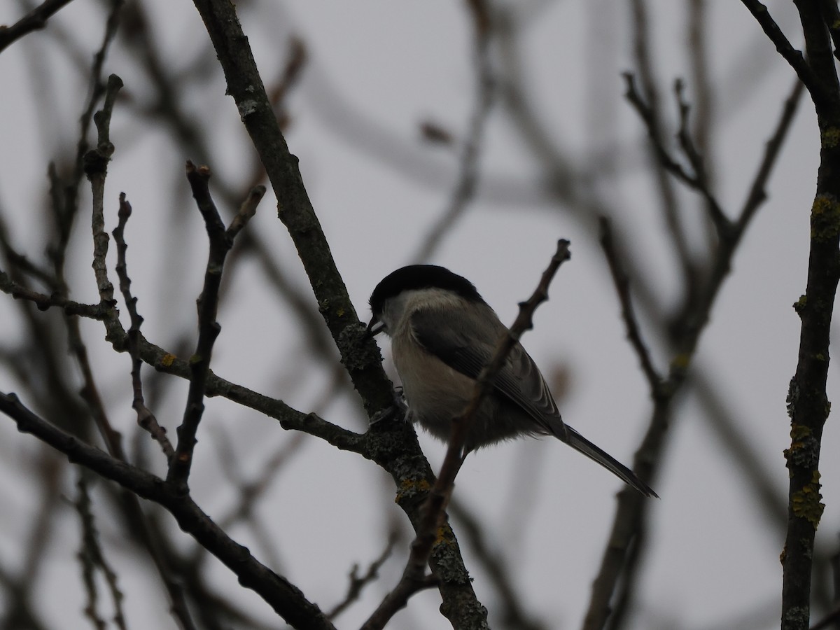 Willow Tit - ML646397818