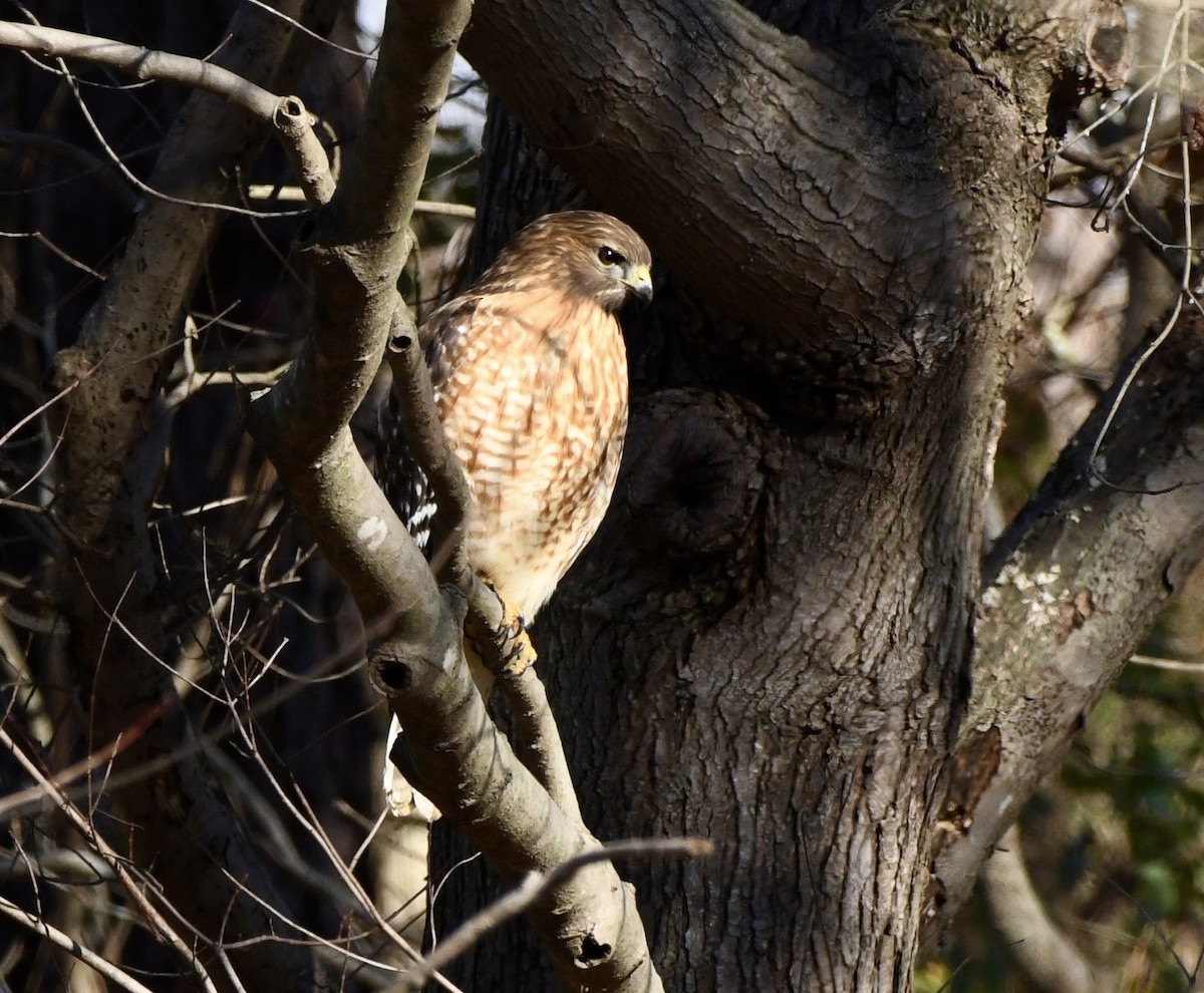 Red-shouldered Hawk (lineatus Group) - ML646397819