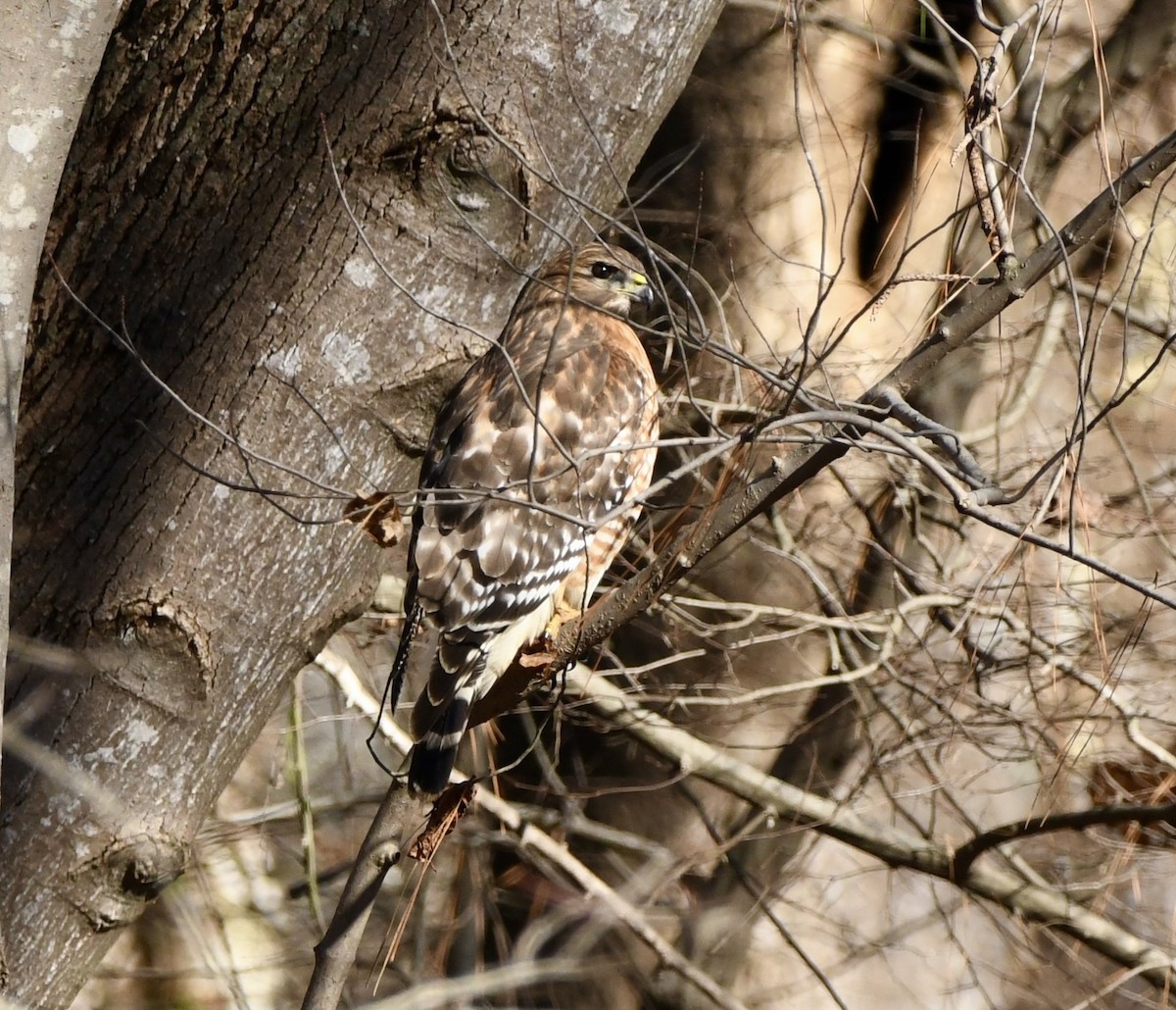 Red-shouldered Hawk (lineatus Group) - ML646397820