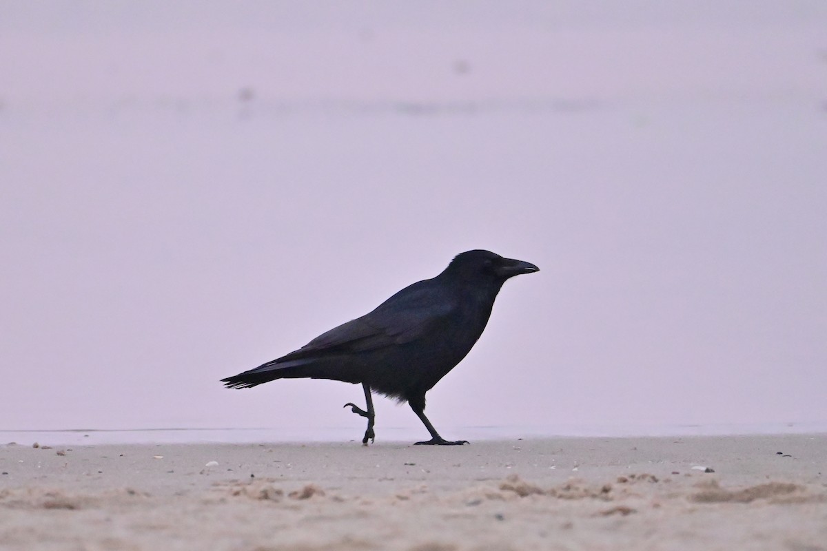 Carrion Crow - ML646397821