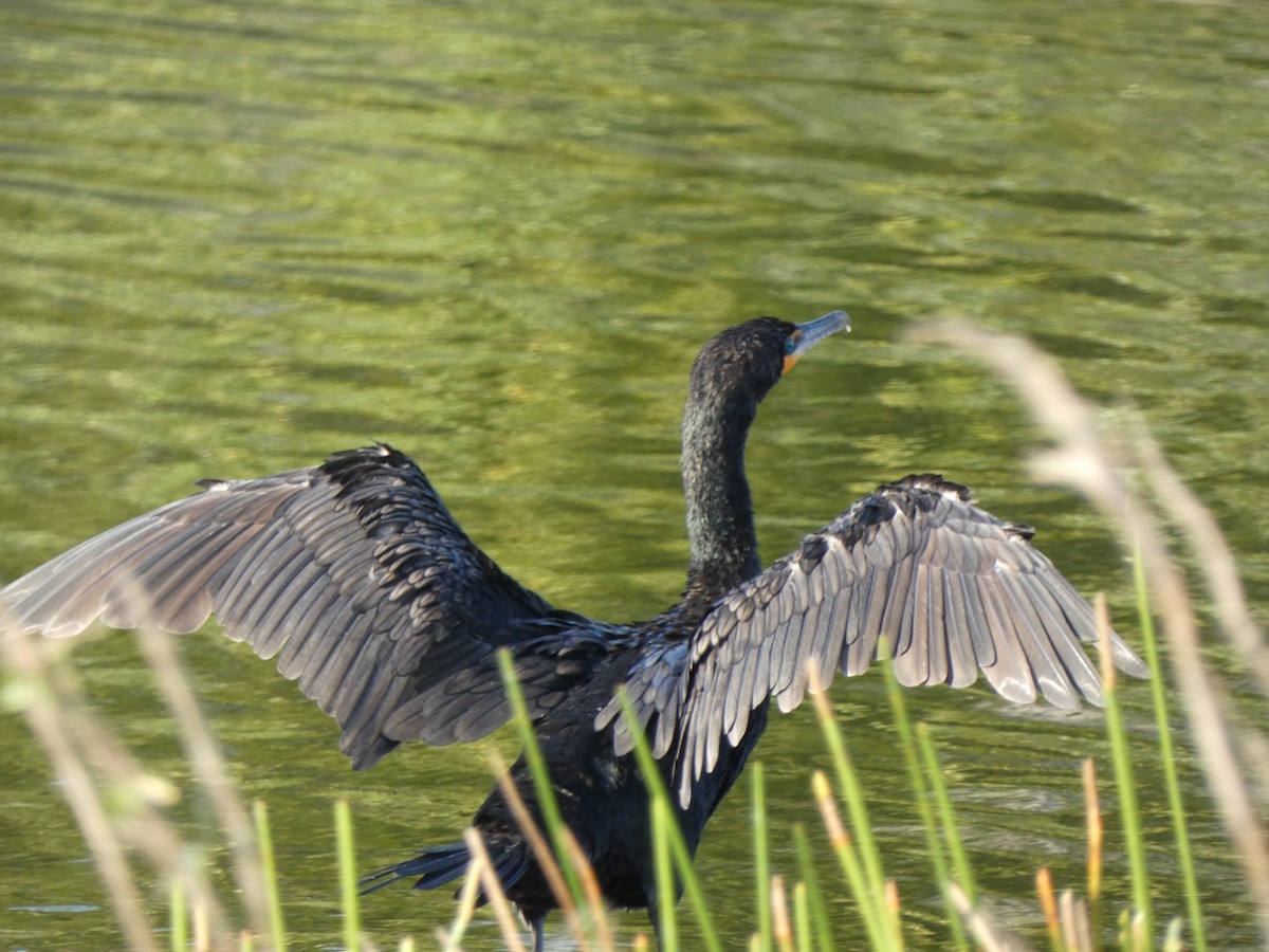 Cormoran à aigrettes - ML646397822