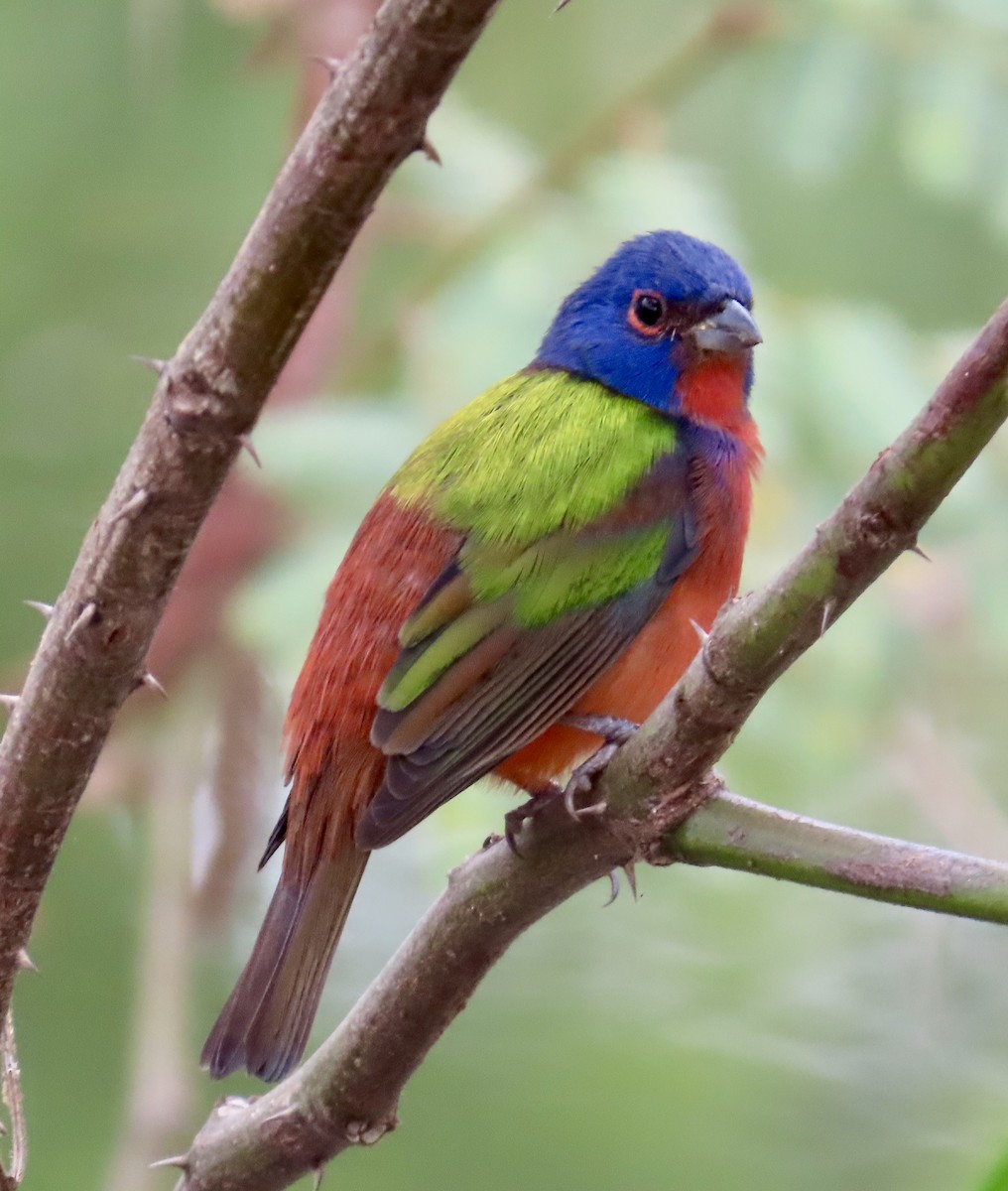 Painted Bunting - ML646397823