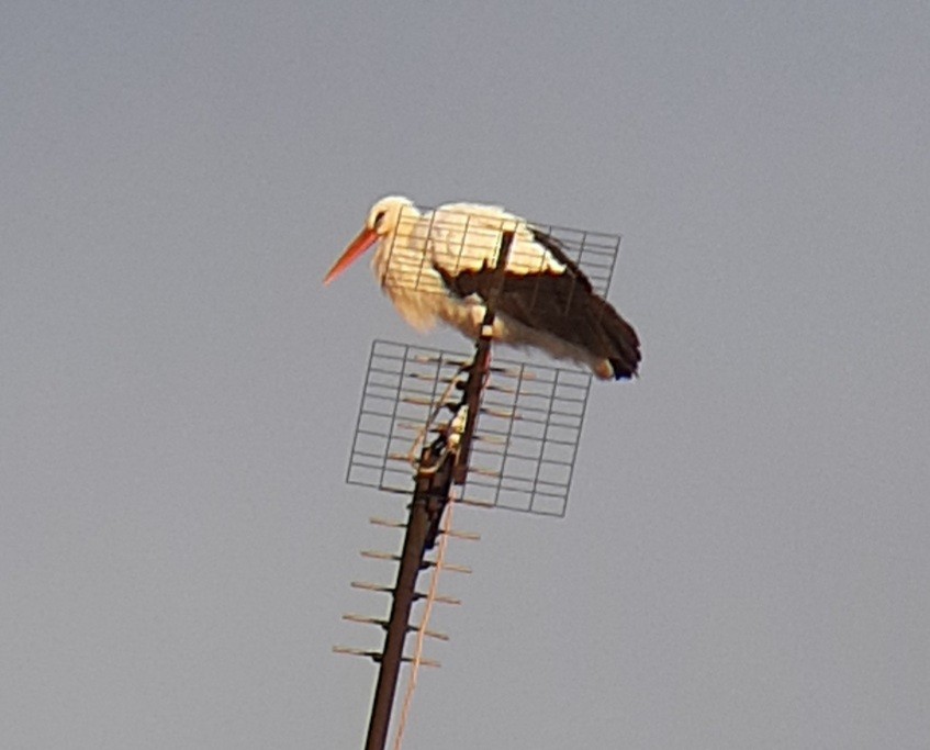 čáp bílý - ML646397824