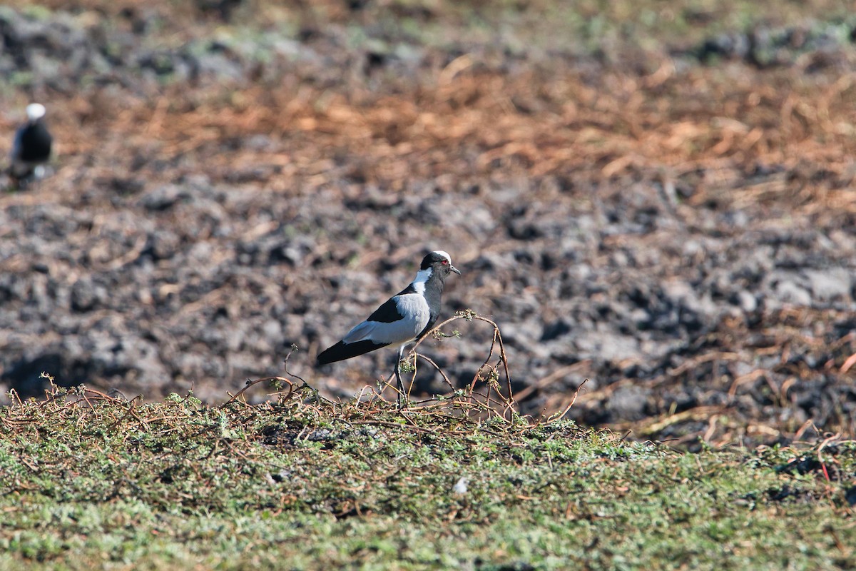 Blacksmith Lapwing - ML646397825