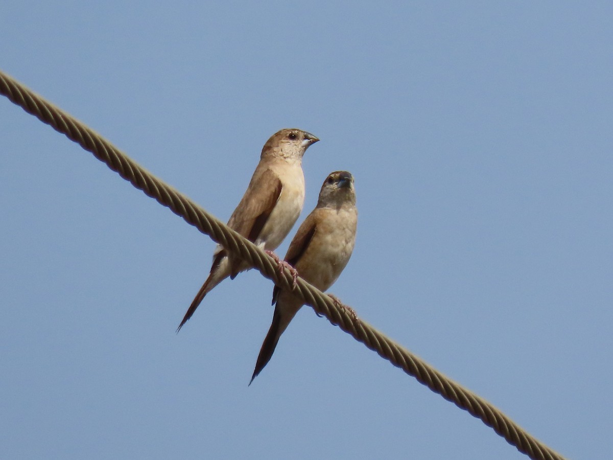 Indian Silverbill - ML646397826