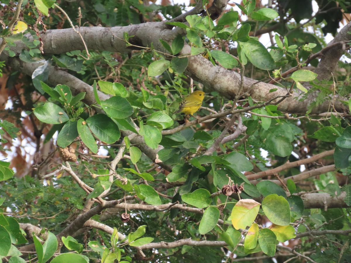 Wilson's Warbler - ML646397827