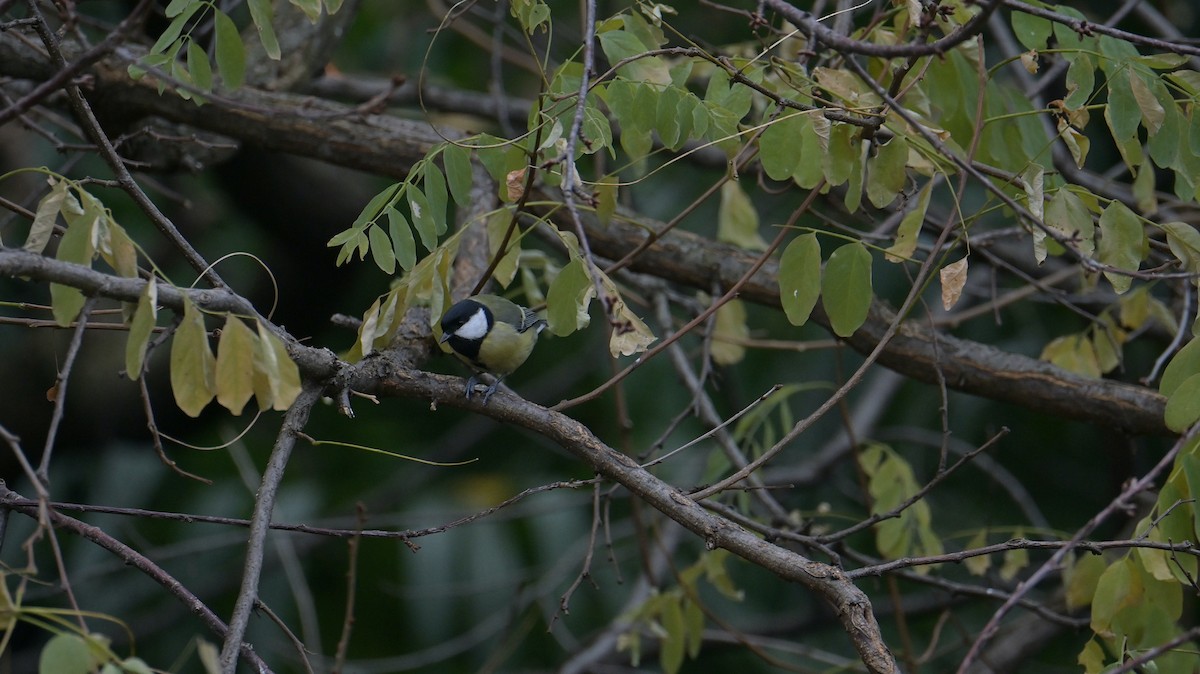 Great Tit - ML646397828