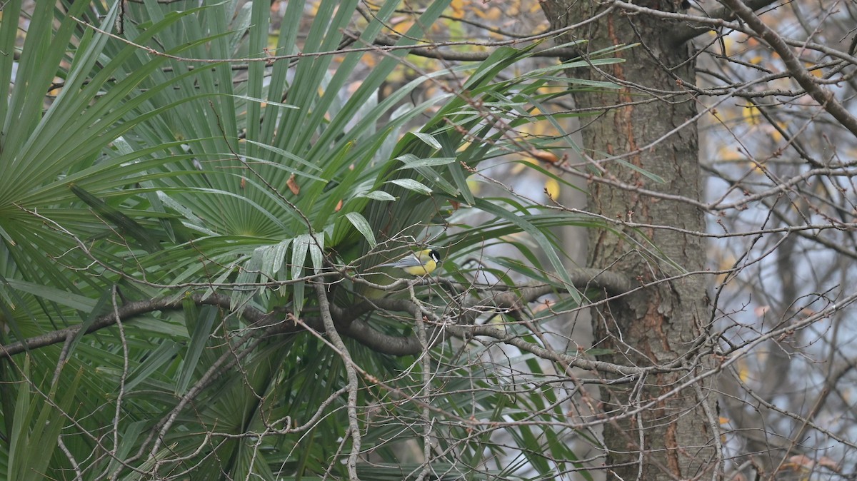 Great Tit - ML646397829