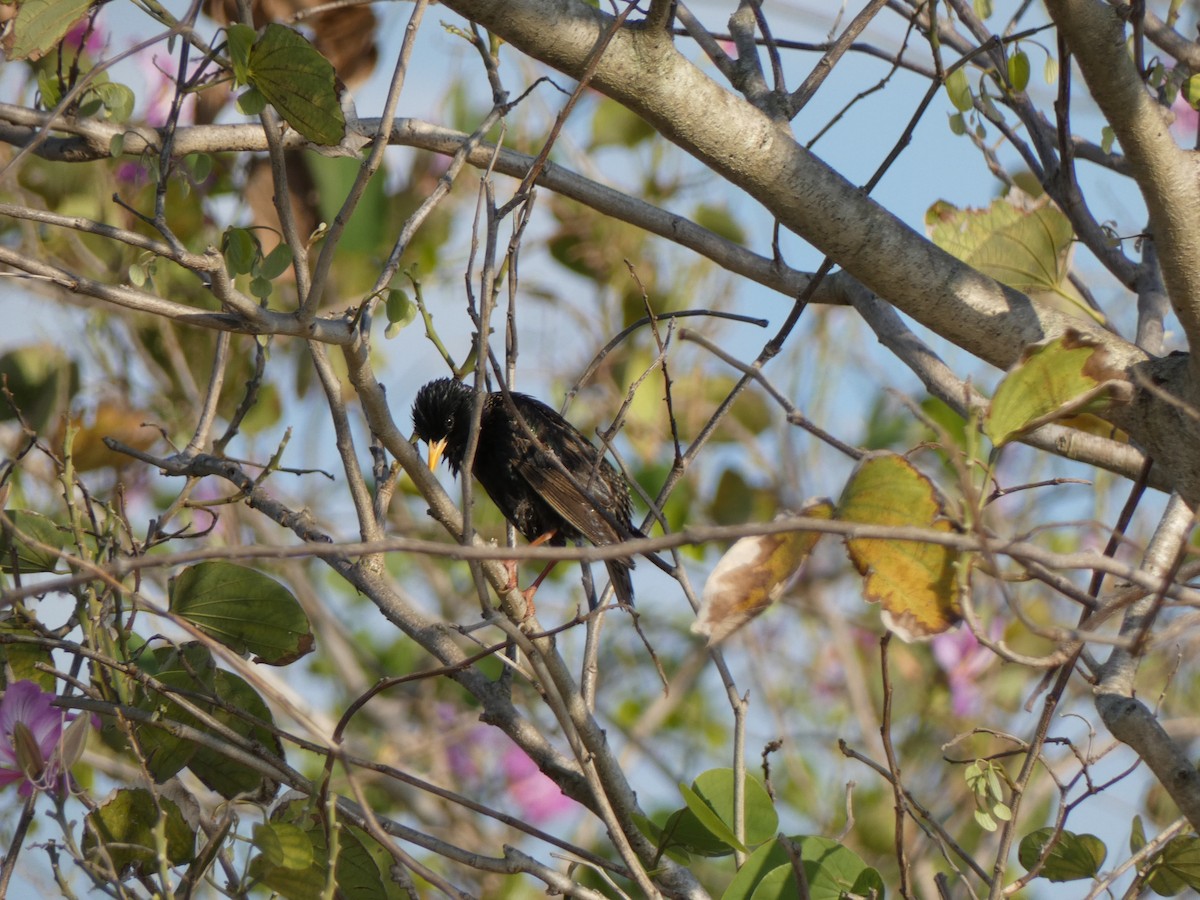 European Starling - ML646397831