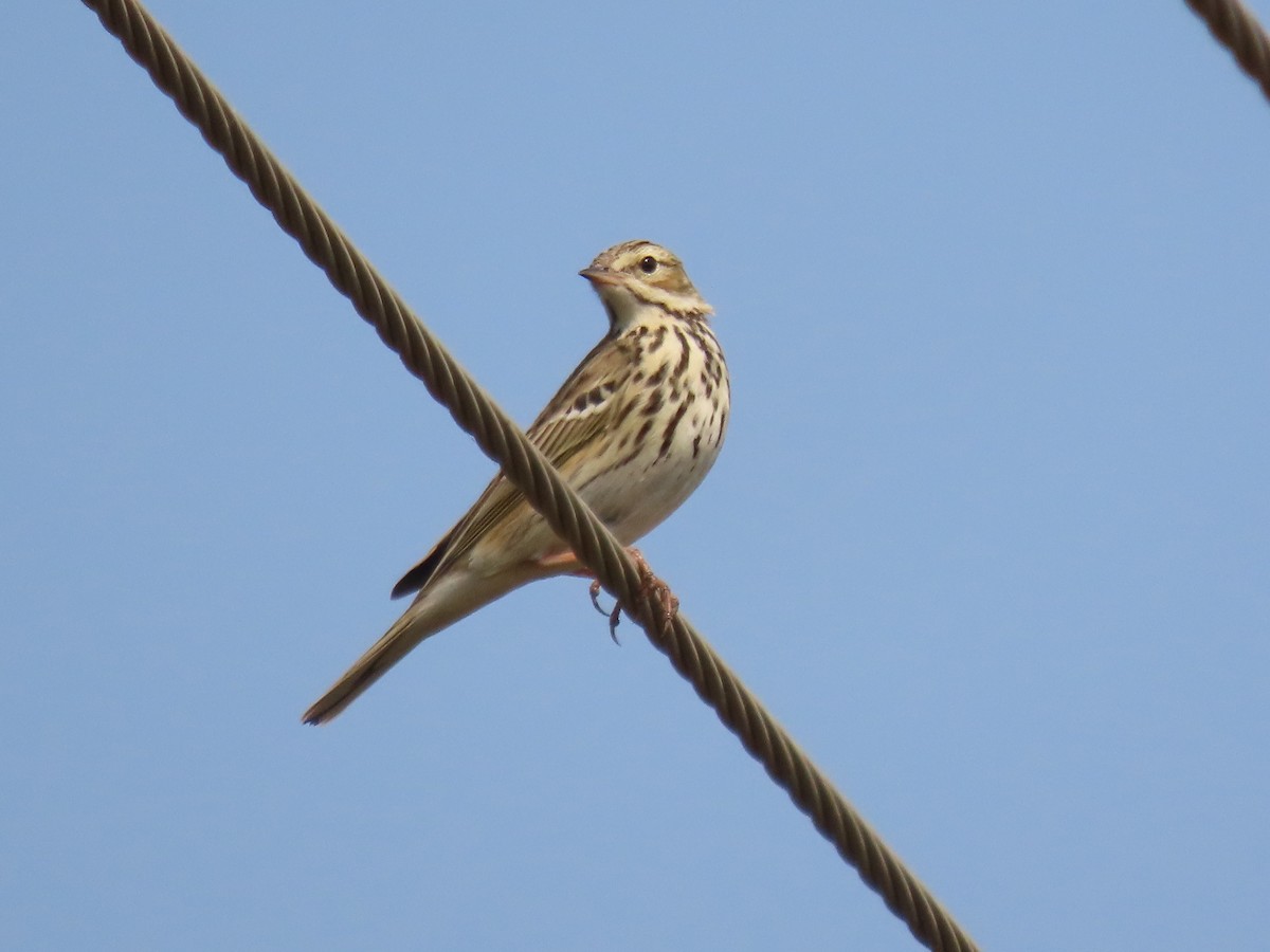 Tree Pipit - ML646397832